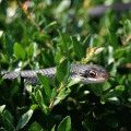 Cum să se ocupe de șerpi din țară prin remedii folclorice
