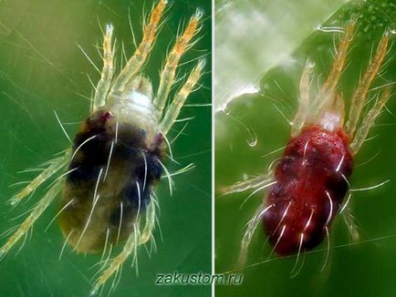 Cum să se ocupe de acarienii de păianjen în câmp deschis și pe plante interioare, în zona suburbană