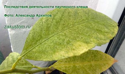 Як боротися з павутинним кліщами у відкритому грунті і на кімнатних рослинах, дачну ділянку