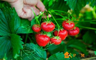 Ce fel de grădină de căpșuni sunt, avantajele fructelor de padure și a răului, maestrul tătic!