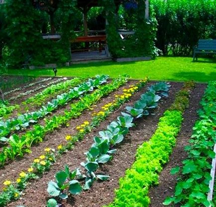 Які овочі варто садити поруч один з одним
