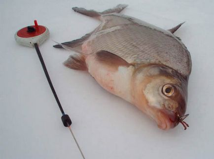 Mi halászat dobozok, amelyek jobban illeszkednek a téli horgászat