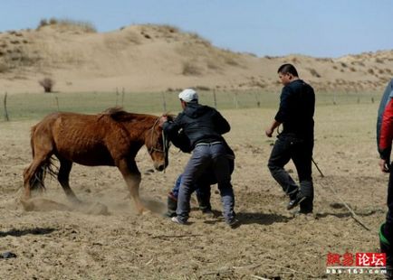 Cum mongolii castrează gelding-urile