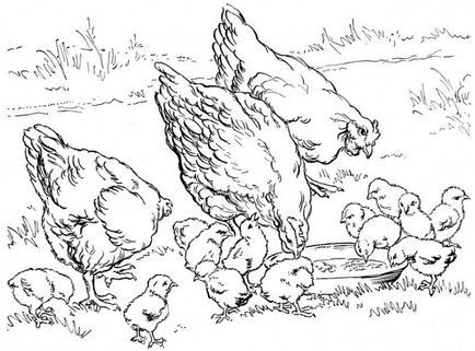 Як намалювати курчат покрокова інструкція для дітей та їх батьків