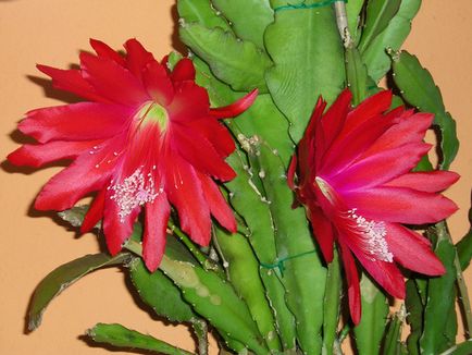 Ce este numit acest cactus, dacă este un cactus