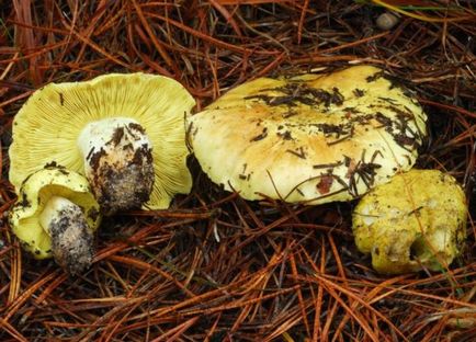 Як очистити гриби зеленушки і промити їх від піску, загальні поради та рекомендації