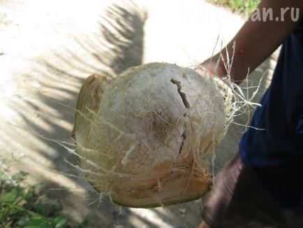 Cum să deschideți nucă de cocos tineri fără unelte