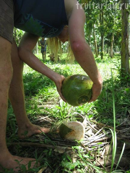 Cum să deschideți nucă de cocos tineri fără unelte