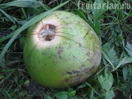 Cum să deschideți nucă de cocos tineri fără unelte