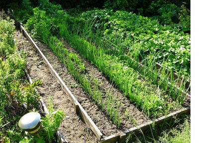 Cum să planteze ceapa în toamnă, avantajele de toamnă de plantare ceapă-răsad