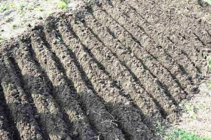 Cum să planteze ceapa în toamnă, avantajele de toamnă de plantare ceapă-răsad