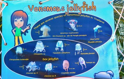 Hogyan kerüljük el a fullánkja medúza Thaiföldön