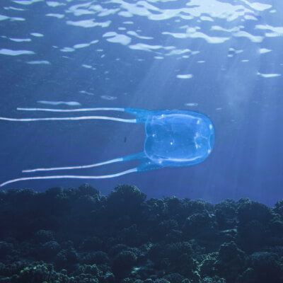 Cum să evitați punctele de meduze în Thailanda