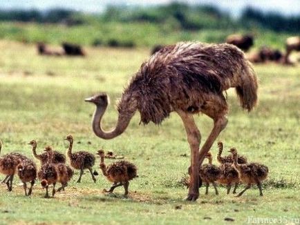 Hogyan szaporodnak emu