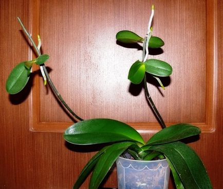 Cum să propagați orhideea phalaenopsis, floriculturist-consulting