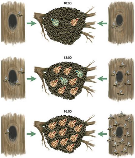 Як рій вибирає собі житло