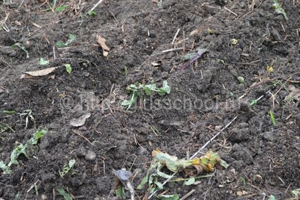 Як садити цибулю севок під зиму, як садити озиму цибулю восени, жіноча школа