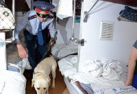 Mivel a kutyák tanítják, hogy vizsgálja meg a kábítószerek és robbanóanyagok, azt mondta a közlekedési rendőrség RK - semeyainasy