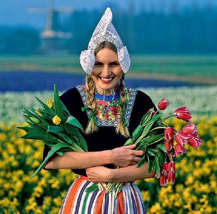 Як тюльпани стали національним надбанням Нідерландів - життя під лампою!