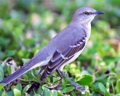 Pe măsură ce puiul are aripi (legenda africană), ca pui a apărut povești de aripi de animale