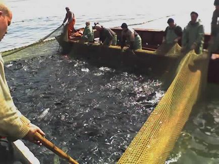 Як влаштований морський ставной невід, як це зроблено