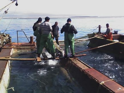 Як влаштований морський ставной невід, як це зроблено