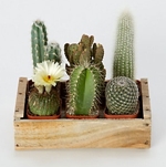 Cum să ai grijă de un cactus în mod corespunzător