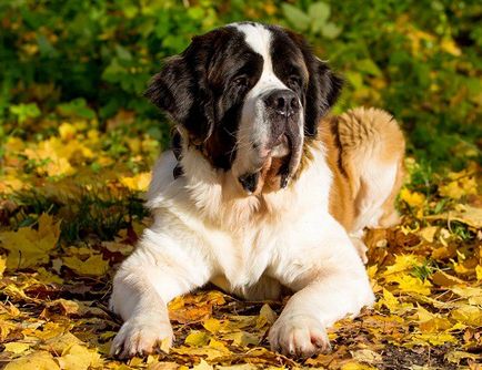 Cum să ai grijă de rasa câinilor de la St. Bernard