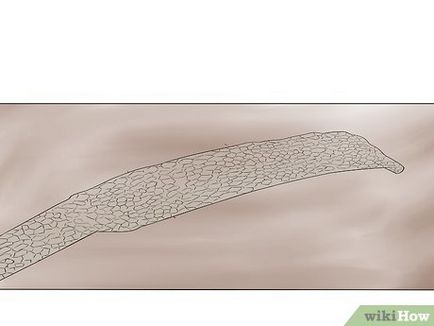 Cum să ai grijă de un șarpe în timpul molirii