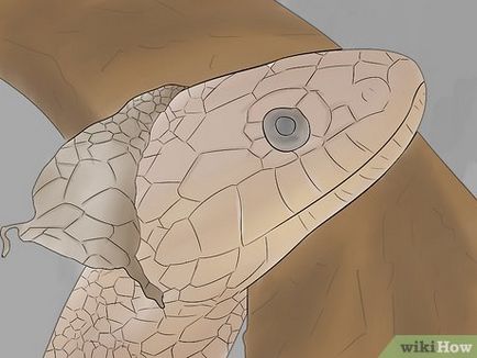 Як доглядати за змією під час линьки