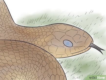 Як доглядати за змією під час линьки