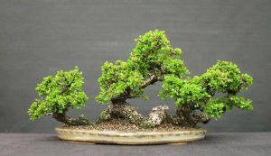 Hogyan növekszik bonsai származó magok és dugványok otthon