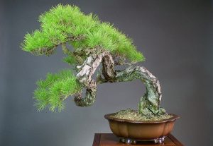 Hogyan növekszik bonsai származó magok és dugványok otthon