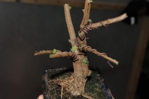 Cum să crească bonsai din semințe și butași acasă