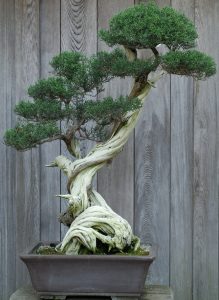 Hogyan növekszik bonsai származó magok és dugványok otthon