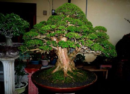 Hogyan növekszik bonsai származó magok és dugványok otthon