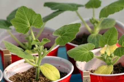 Cum să crească răsaduri puternice și sănătoase - grădină și grădină