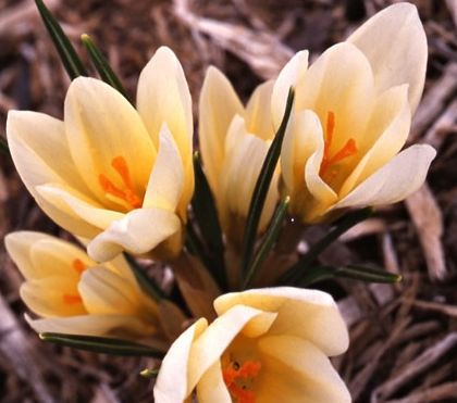 Cum să crească crocuses pe un decor de fereastră - caleidoscop