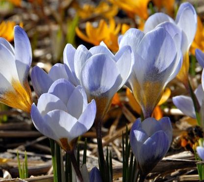 Cum să crească crocuses pe un decor de fereastră - caleidoscop