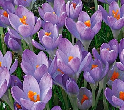 Cum să crească crocuses pe un decor de fereastră - caleidoscop