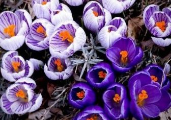 Cum să crească crocuses pe un decor de fereastră - caleidoscop