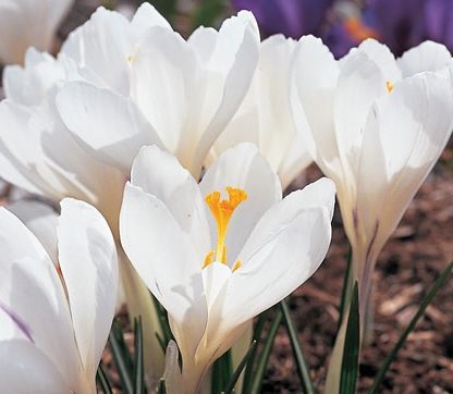 Cum să crească crocuses pe un decor de fereastră - caleidoscop