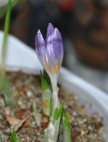 Cum să crească crocuses pe un decor de fereastră - caleidoscop