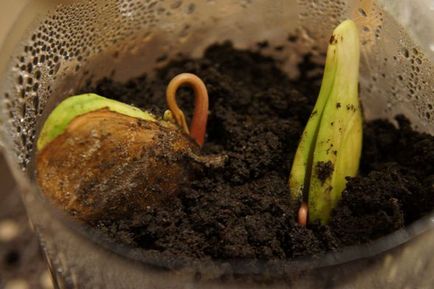 Cum să crești mango de la un os (foto)