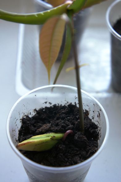 Як виростити манго з кісточки (фото)