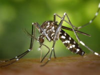 Cum să supraviețuiască în lupta împotriva țânțarilor și a țânțarilor