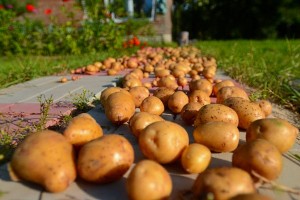 Як зберігати картоплю після збору врожаю відео