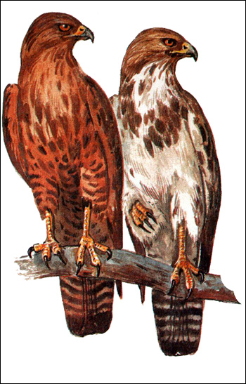 Kanyuk (buteo buteo) buzzard, numele gamei de pradă de hrană pe mouse-like rozătoarele se hrănesc cu buzzards
