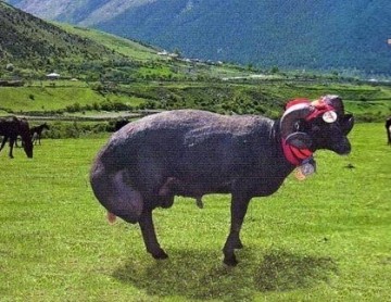 Карачаївський порода овець