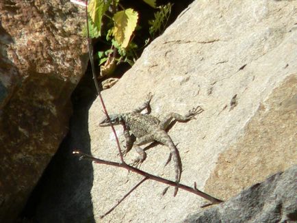 Kaukázusi agama - a legnagyobb hegy gyík